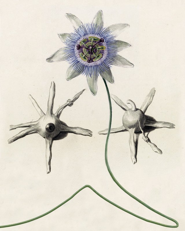 Alex Fischer, Wizard Eyes, 2013-12-16, 13×10″ / 330×254㎜, print